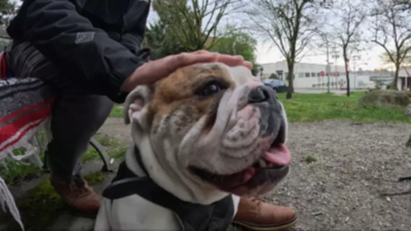 Bodie the Bulldog Helps B.C. Man Heal After Friend's Sudden Death