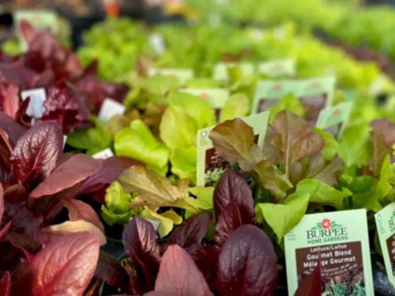 Brian Minter's Guide to Early Spring Vegetable Planting in Metro Vancouver