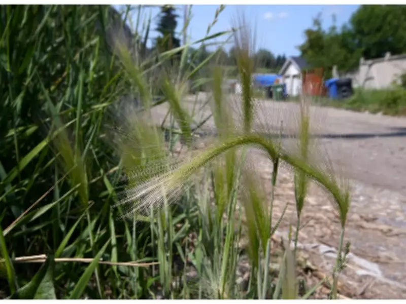 Calgary Council's Repeal Trend: Removing Bylaws Without Replacement Plans