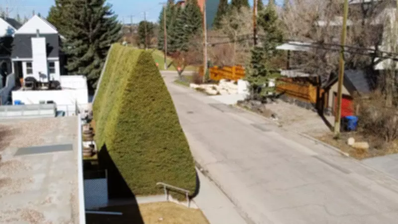 Calgary Senior's Meticulously Tended Hedge Called 'Work of Art' by Neighbors