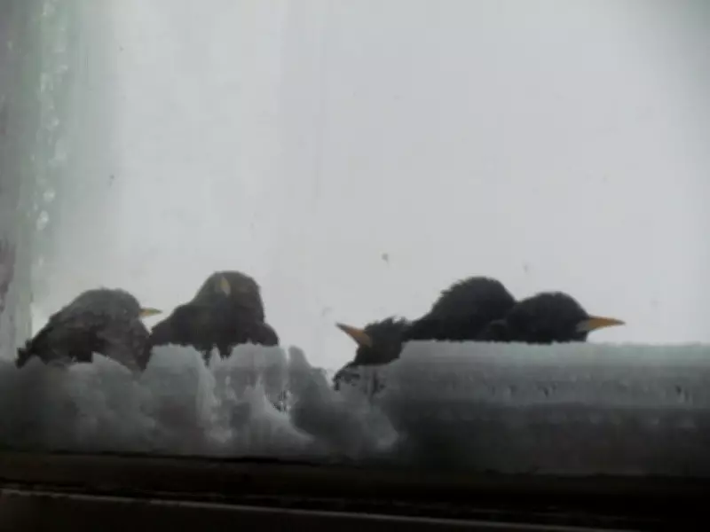 Calgary Set for Sunny Weekend with High Temperatures in the Teens