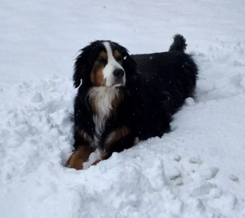 Calgary Welcomes Spring with Warmer Weather as Seasonal Shift Arrives