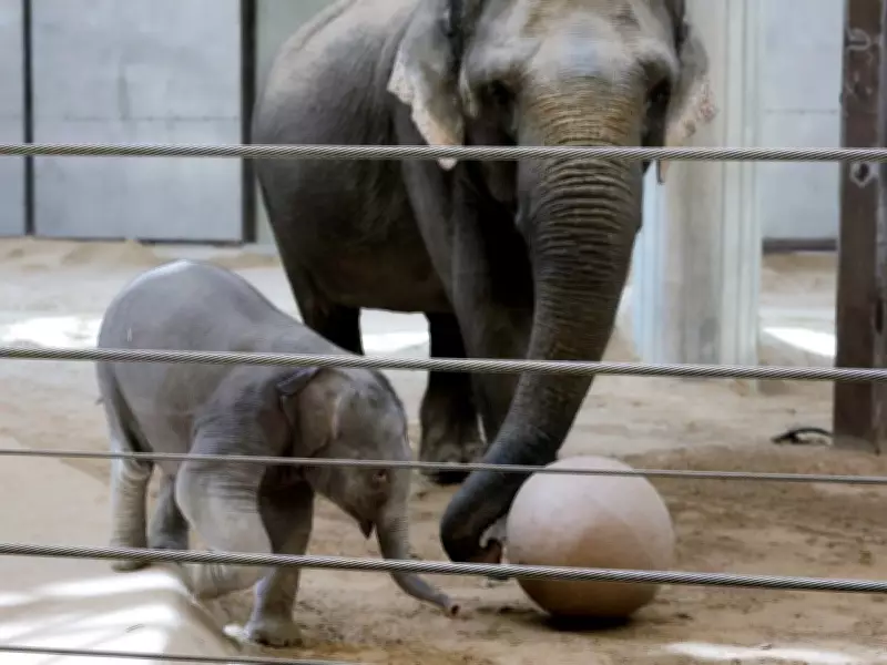 Calgary Zoo Elephant Swarna Becomes Surrogate Mother to Rejected Calf at National Zoo