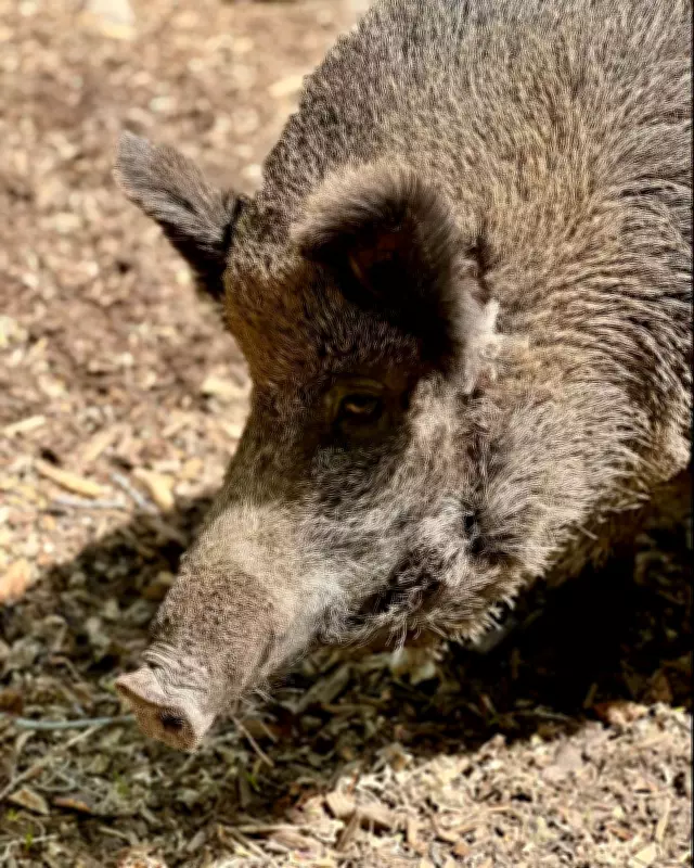 Calgary Zoo Euthanizes Wild Boar After Extended Illness