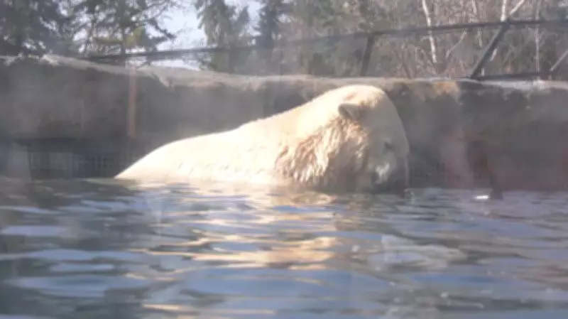 Calgary Zoo polar bears Yelle and Siku now share enclosure in debut