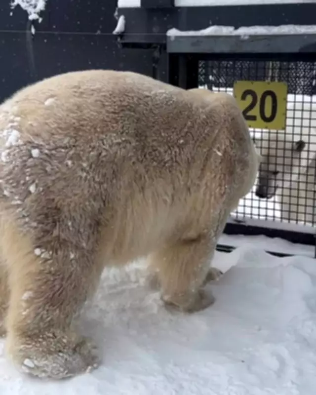 Calgary Zoo's Polar Bears Yellé and Siku Meet Face-to-Face for First Time