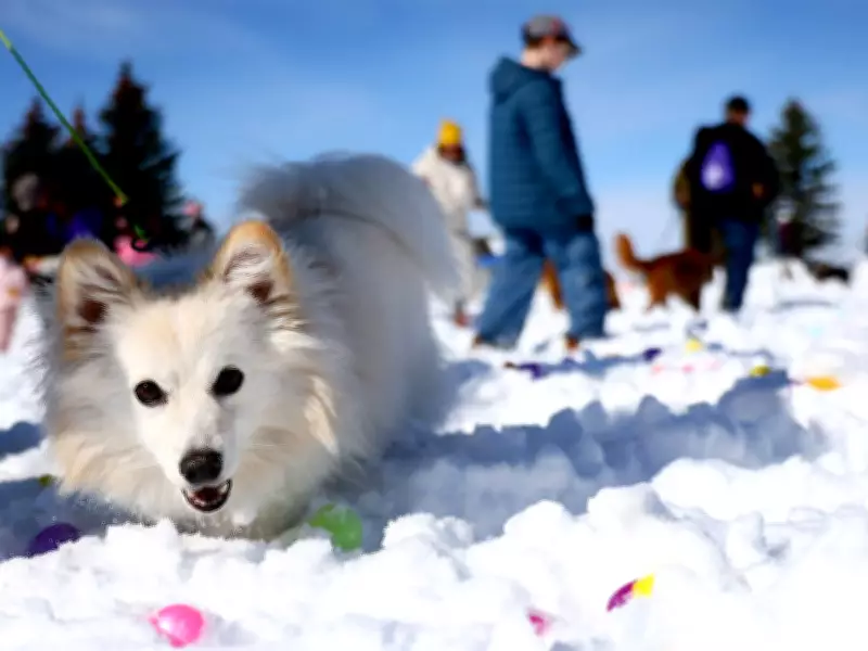 Calgary's Easter Weekend: Cross Walks, Holi Colors, and Dog Hunts Captured