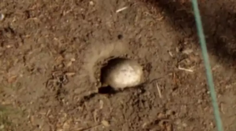 California Family Discovers Possible Human Skull During Easter Egg Hunt