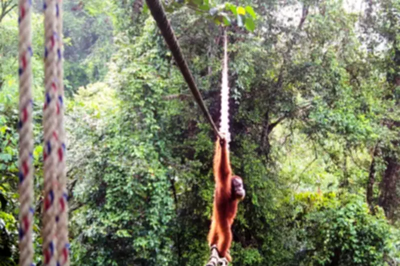 Camera Trap Shows Sumatran Orangutan Using Canopy Bridge in Indonesia