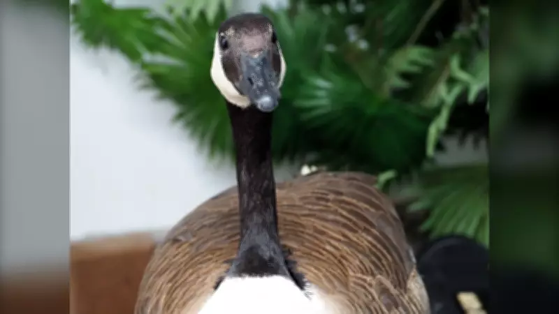 Canada Goose Nest Persists on Downtown Calgary Condo Balcony, Defying Urban Norms