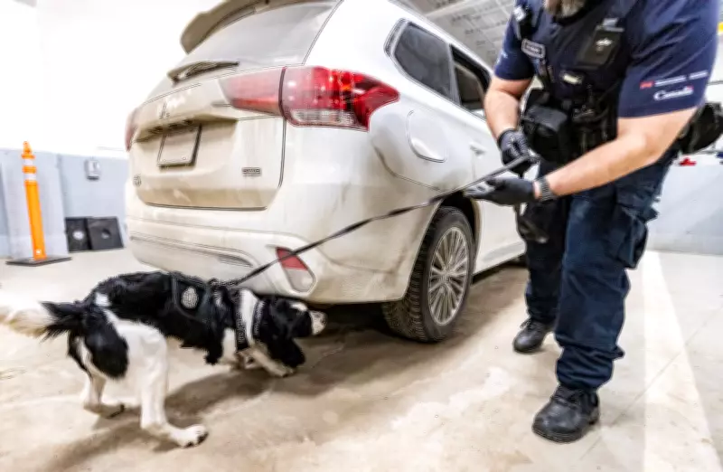 Canada Launches First Fentanyl-Detection Canine Unit at Border