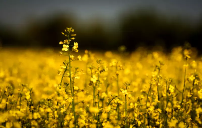 Canada's GMO Mustard Battle: Dijon and Canola Clash Over Agricultural Future