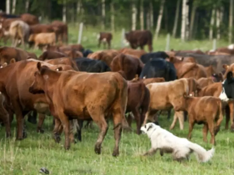 Canadian Beef Industry Faces Structural Challenges as Imports Debate Heats Up
