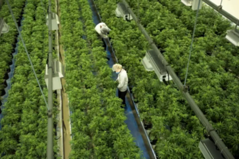 Canadian Cannabis Firms Surge After U.S. Drug Reclassification