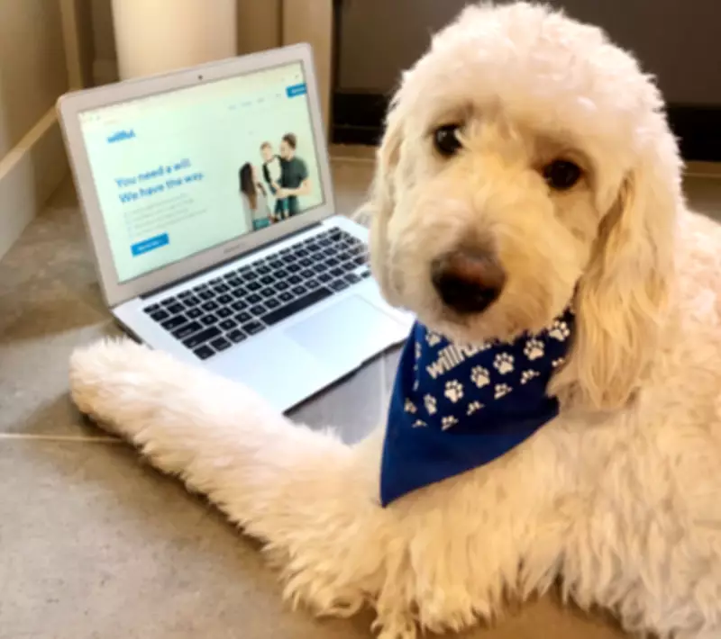 Canadians Allocate Over $10,000 in Wills for Pet Care, Study Reveals