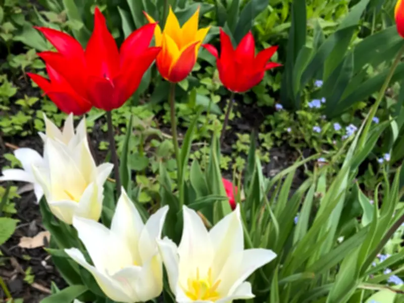 Celebrate Spring's Arrival with Vibrant Tulip Blooms in Gardens