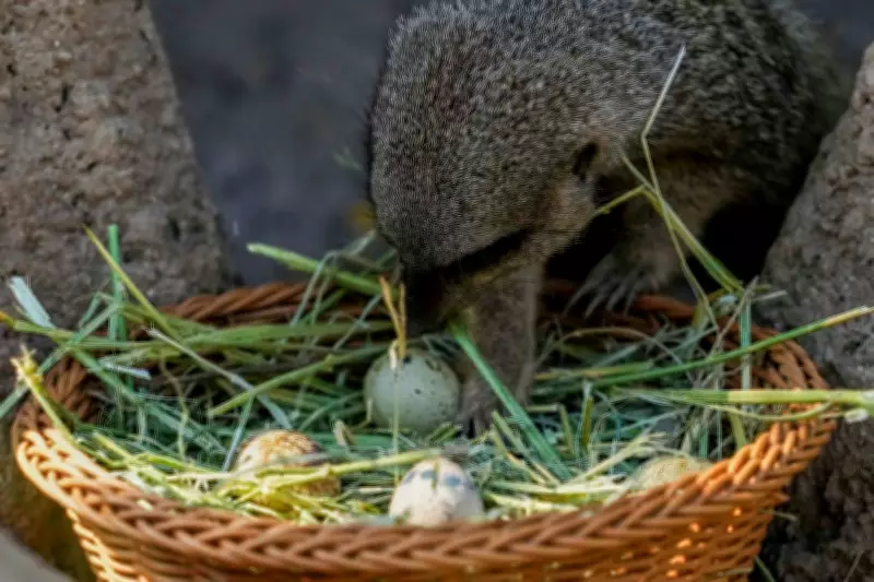Chilean Zoo Hosts Easter Egg Hunt for Animals, Not Children