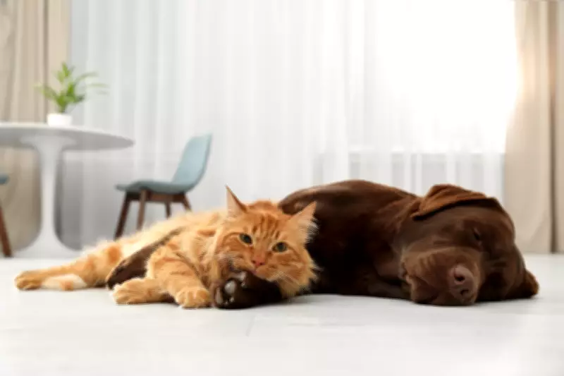 China Launches First Dedicated Streaming Service for Pets