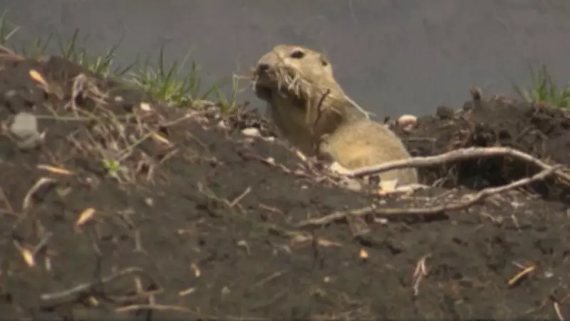 City of Regina Launches Gopher Control Program Amid Provincial Strychnine Approval