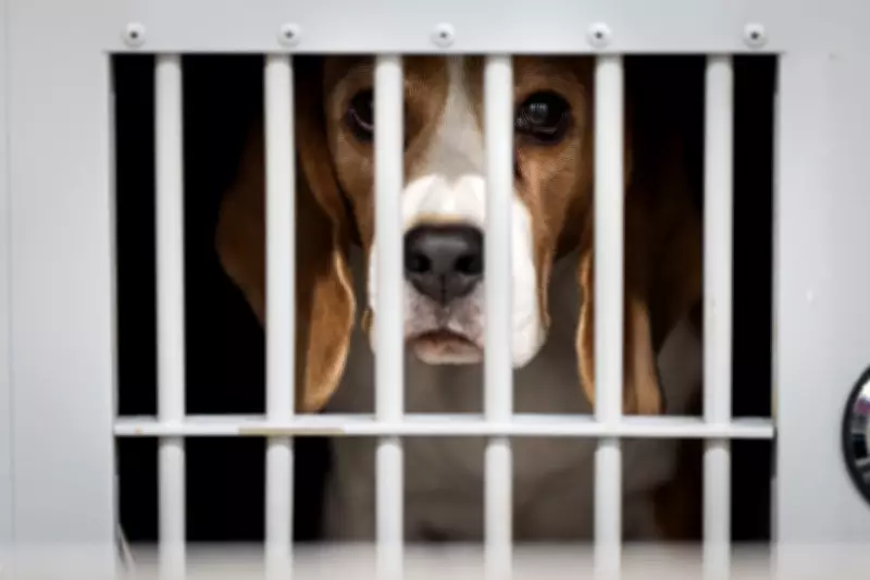 Clashes Erupt as Protesters Attempt to Storm Wisconsin Beagle Research Facility