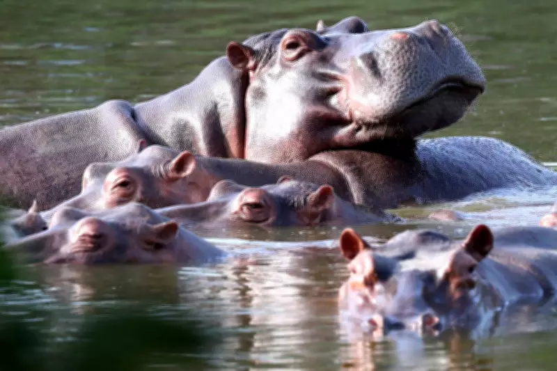 Colombia Approves Plan to Cull Roaming Hippos Linked to Pablo Escobar