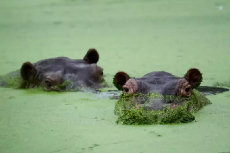 Colombia Divided Over Fate of Pablo Escobar's Hippos