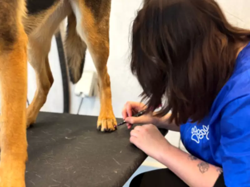 Conestoga College Launches Affordable Pet Grooming Program in Kitchener