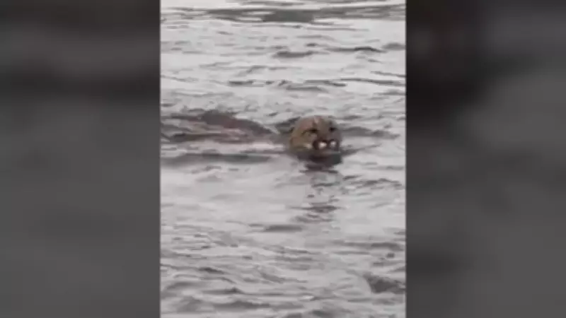 Cougar Spotted Swimming Off Vancouver Island, Captured on Video