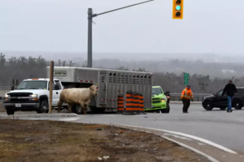 Cow Blocks Highway 11 in Orillia, Causing Traffic Disruption