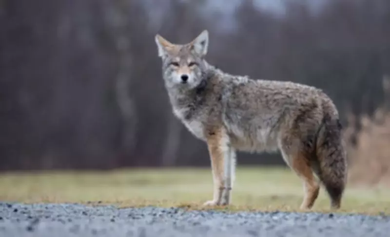 Coyote Sightings Reported in Orléans Park Prompt Community Alert