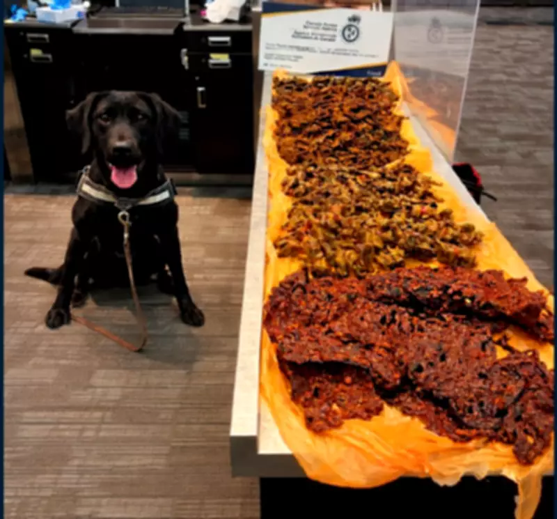 Detector Dog at Pearson Airport Sniffs Out Over 40kg of Undeclared Meat