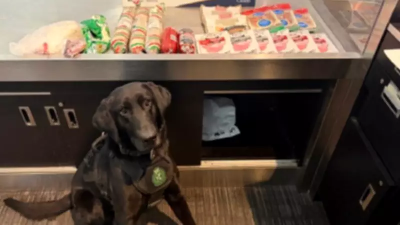 Detector Dog Sniffs Out Undeclared Sausage and Salami at Toronto Airport