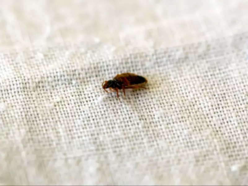 Disney World Resort Faces Lawsuit Over Alleged Bed Bug Infestation