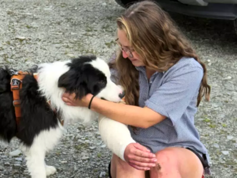 Dog Survives Week in New Zealand Wilderness After Owner's Waterfall Fall