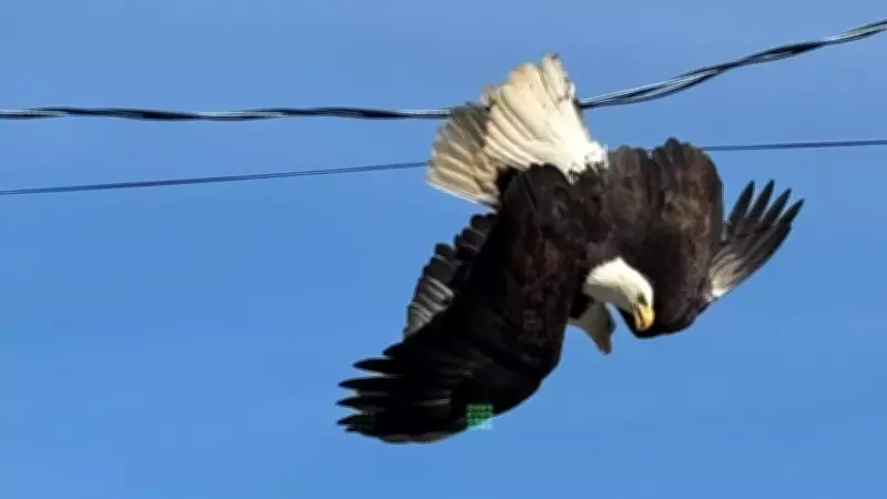 Dramatic Rescue of Two Bald Eagles from Powerlines in Surrey, B.C. on Easter Sunday