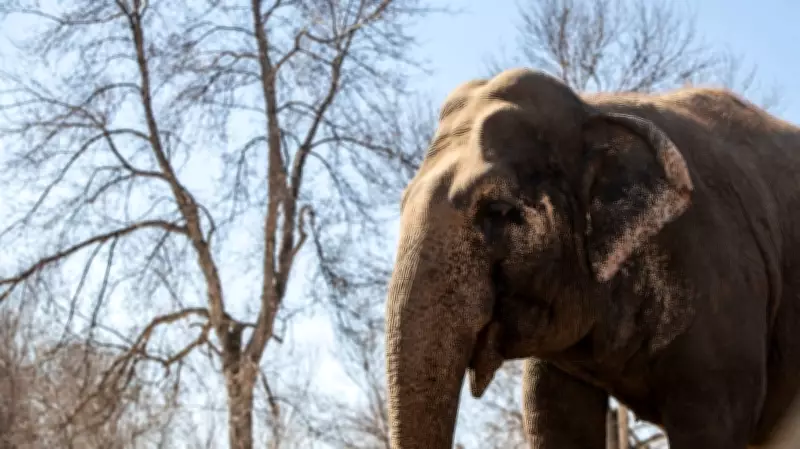 Edmonton Councillors: Lucy the Elephant Should Stay at Zoo as a Lesson in Best Practices