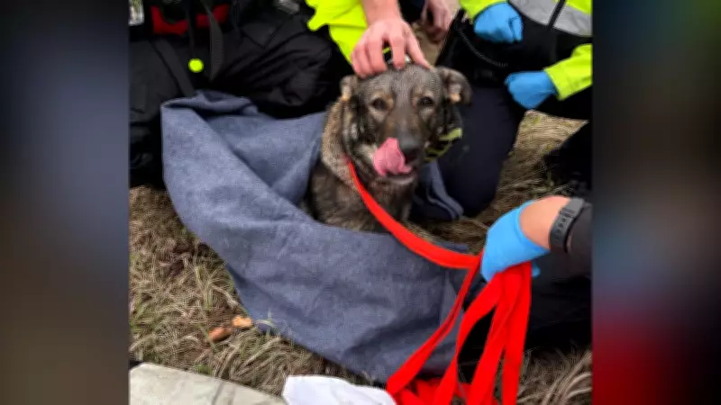 Edmonton Fire Rescue Saves Dog Stranded on Ice in North Saskatchewan River