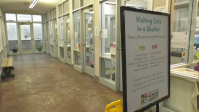 Edmonton Humane Society Begins Major Renovation of Adoption Gallery
