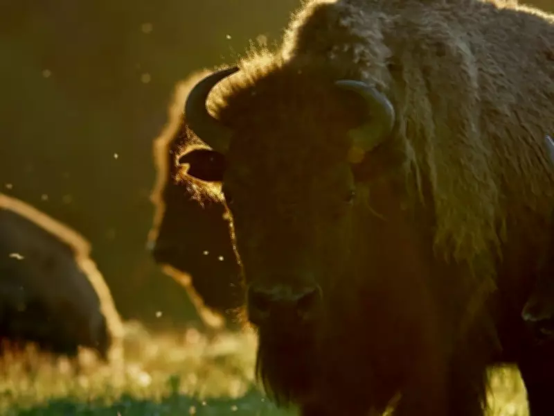 Edmonton's Cultural Weekend: Dreamspeakers Film Fest, Aysanabee and AHI Concert, Orchid Fair