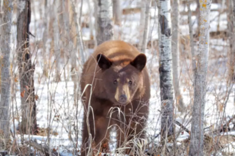 Elk Island Park Educates Tourists on Black Bear Sightings