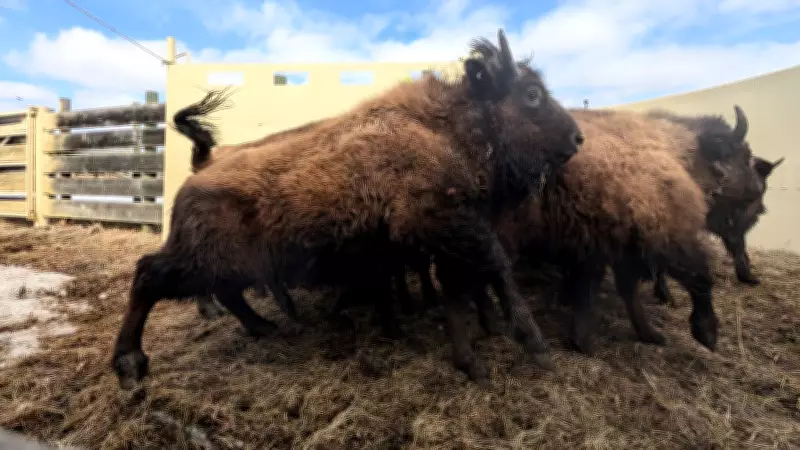 Elk Island Wood Bison Herd Transferred to Alaska in Conservation Effort