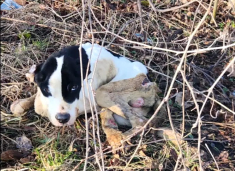 Emaciated Puppy Found Abandoned in St. Catharines Parking Lot
