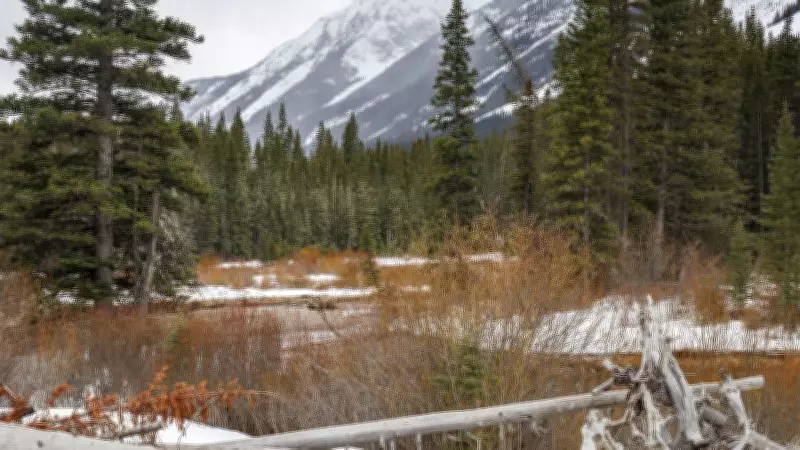 Embracing Winter's Beauty: A Snowy Journey Through Alberta's Foothills