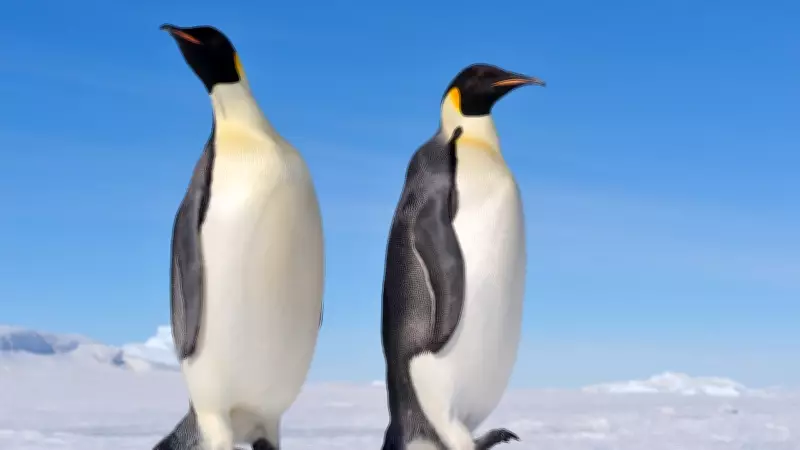 Emperor Penguins Join Polar Bears as Endangered Species Due to Climate Change