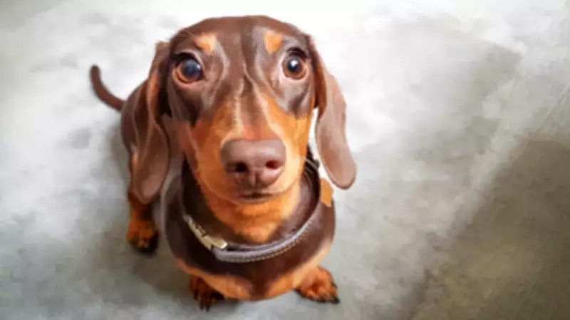 Essential Tools for Stress-Free Dog Nail Trimming and Paw Care