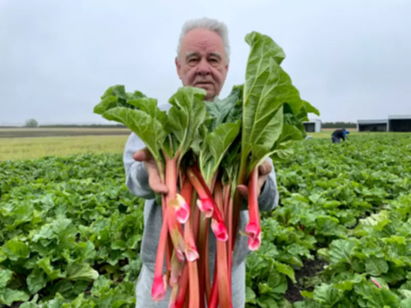 Essex County Rhubarb Farmer Reaps Bountiful Harvest Amid Tariff Concerns