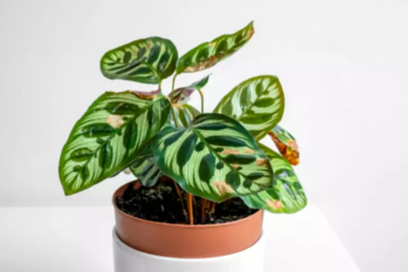 Expert Guide to Diagnosing and Treating Common Houseplant Diseases