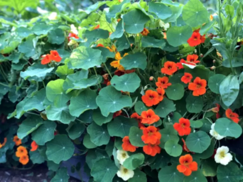 Expert Guide: When and How to Plant Nasturtiums for Vibrant Summer Blooms