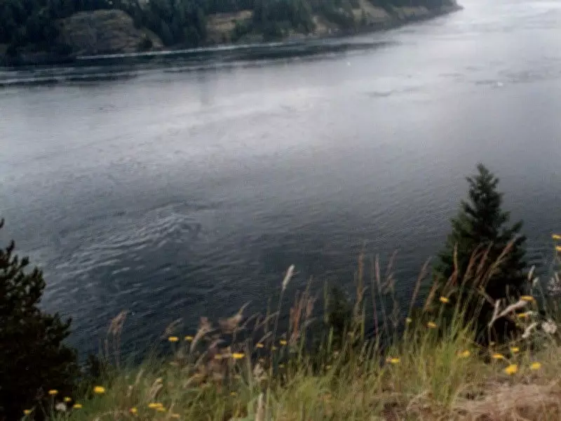 Family of hiker killed by tree on Vancouver Island trail demands better monitoring