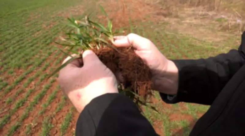 Fertilizer Price Surge Alarms P.E.I. Farmers, Risks Higher Food Costs